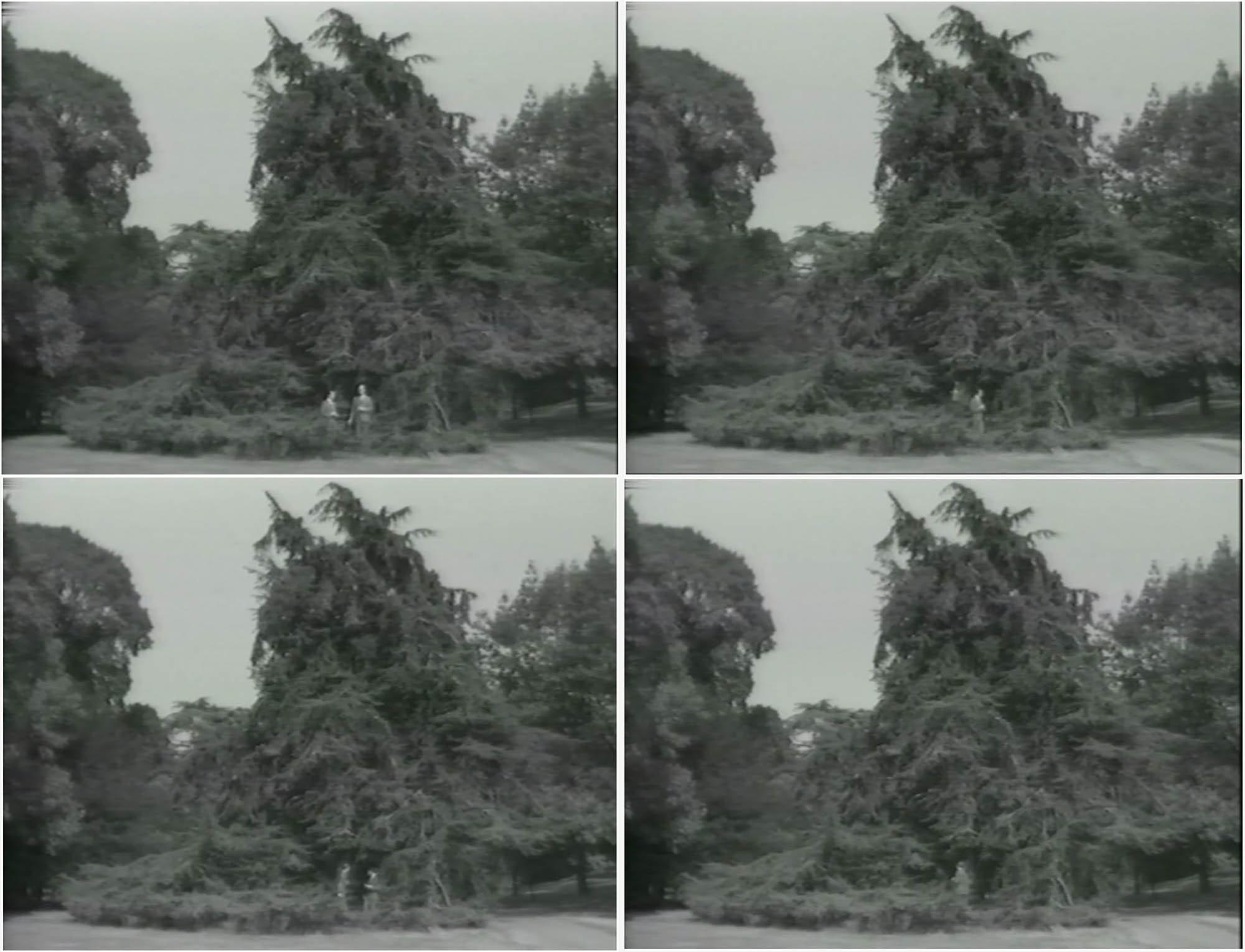 IN THE BUSH, 1972