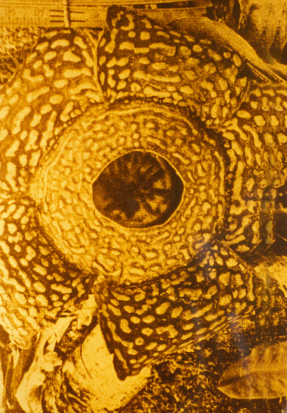 JOINT22b16_MIKE_KELLEY_THE_SUBLIME_The_World's_largest_Flower