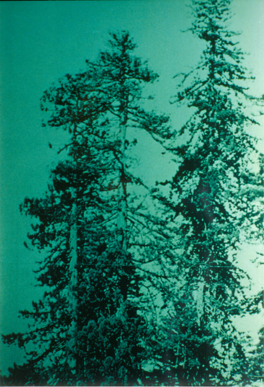 JOINT22b19_MIKE_KELLEY_THE_SUBLIME_The_World's_largest_Tree