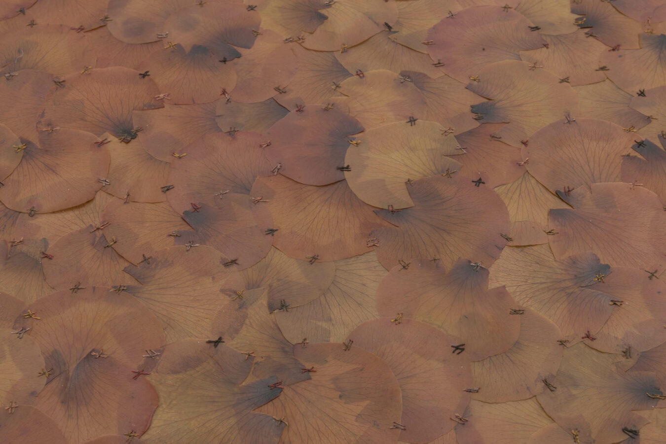 TATE37a3_Doris_Salcedo_A_Flor_de_Piel_II_2013_2014_(high_res)_4